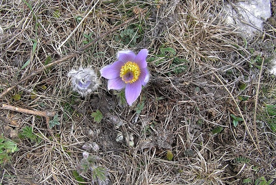 Image of Pulsatilla taurica specimen.