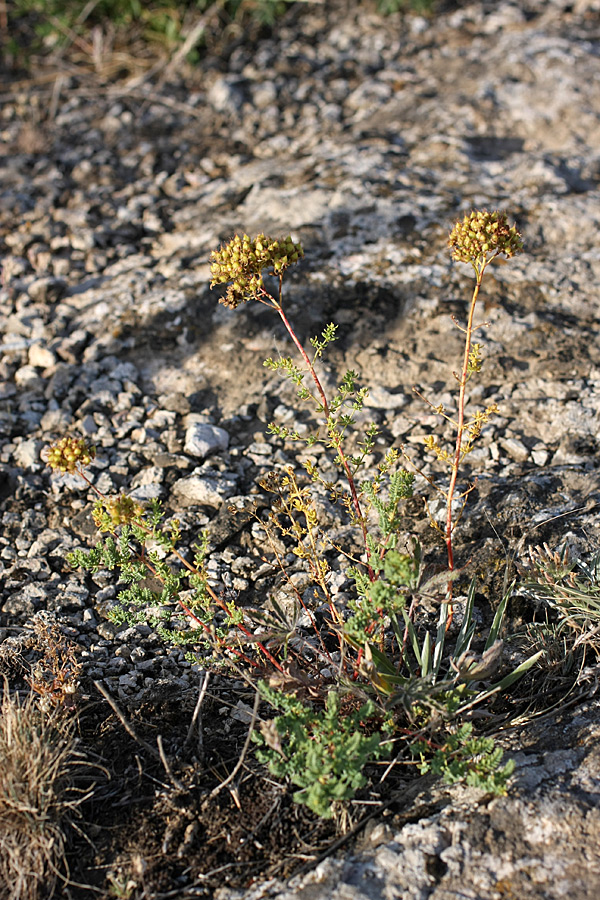 Изображение особи Hypericum scabrum.