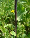 Eryngium planum