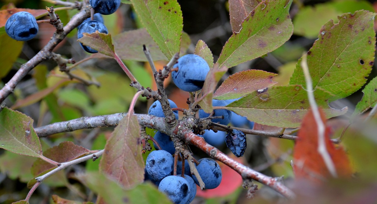 Изображение особи Prunus stepposa.