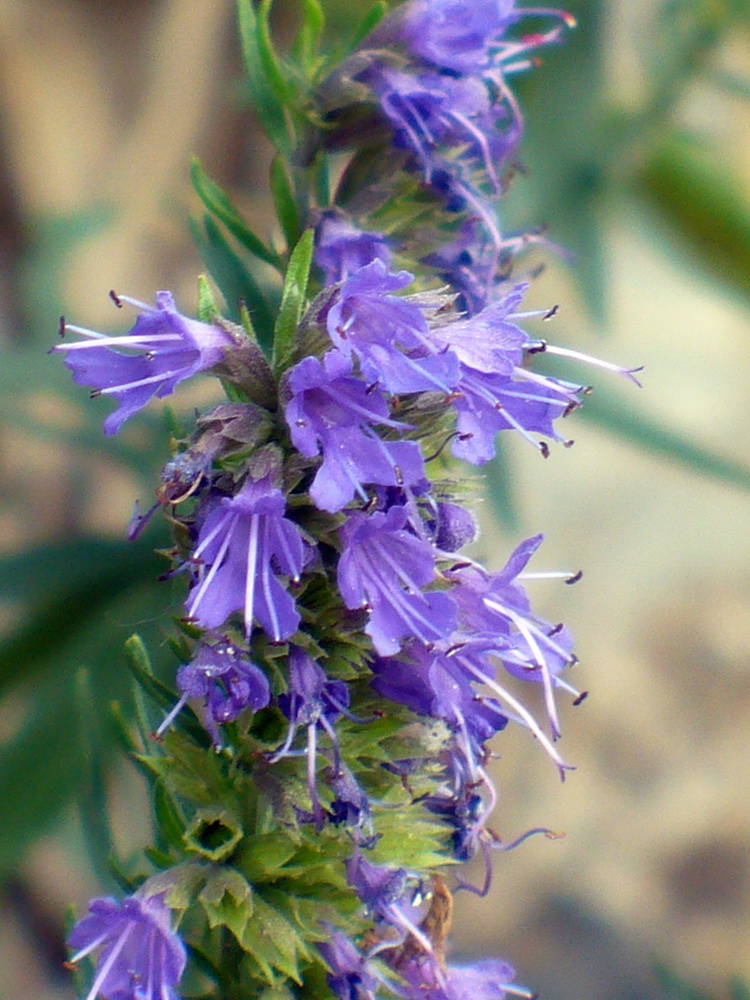 Image of Hyssopus officinalis specimen.
