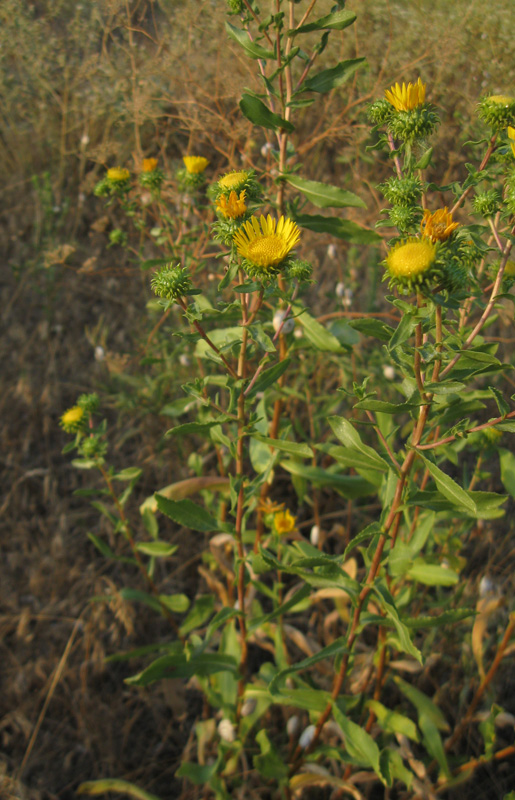 Изображение особи Grindelia squarrosa.