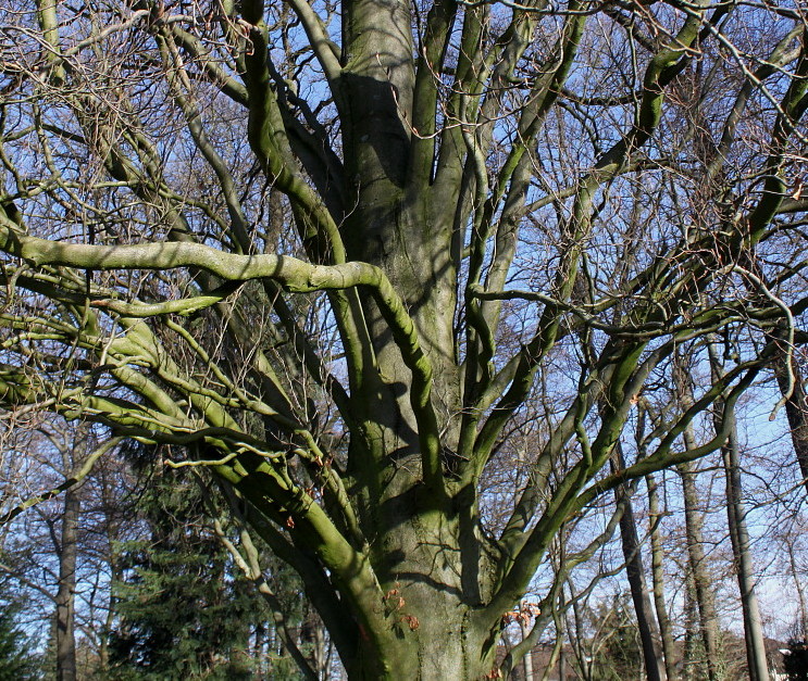 Image of Fagus sylvatica specimen.