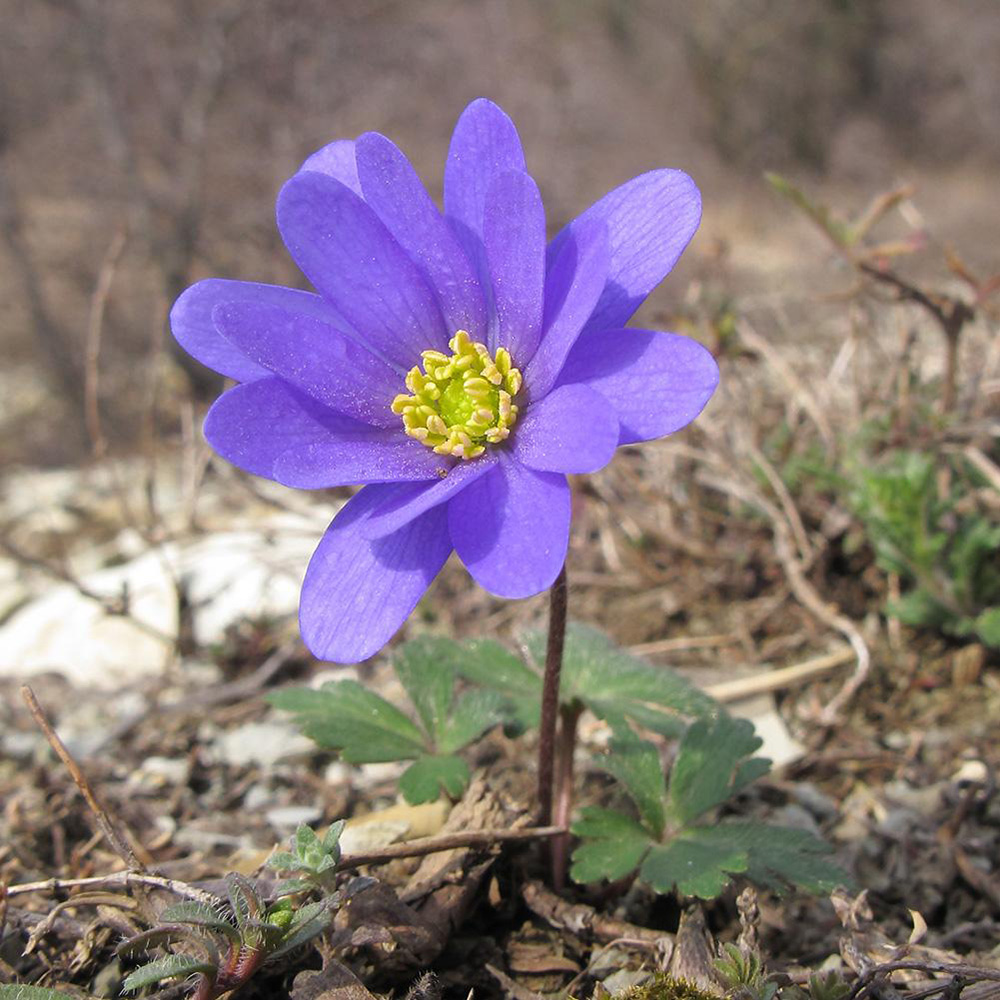 Изображение особи Anemone banketovii.