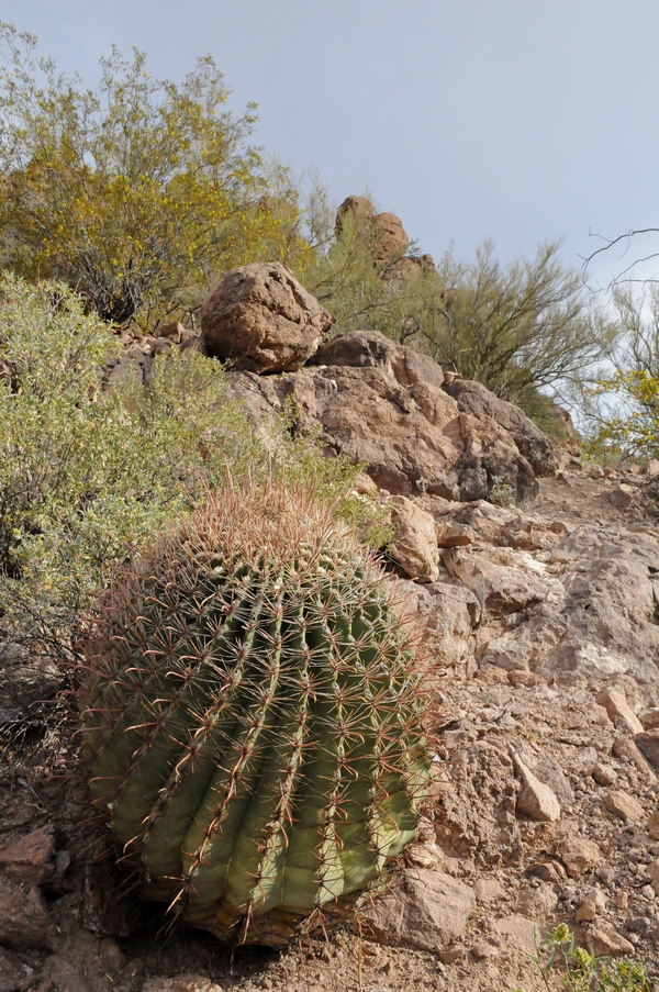 Изображение особи Ferocactus wislizeni.