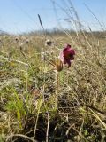 Pulsatilla ucrainica