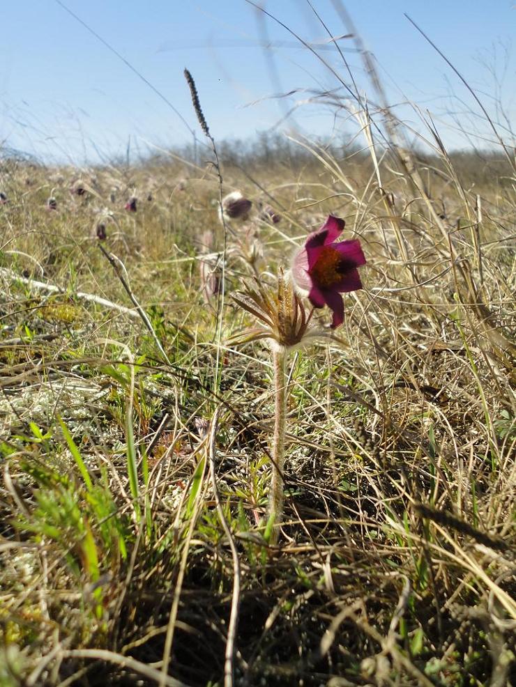 Изображение особи Pulsatilla ucrainica.