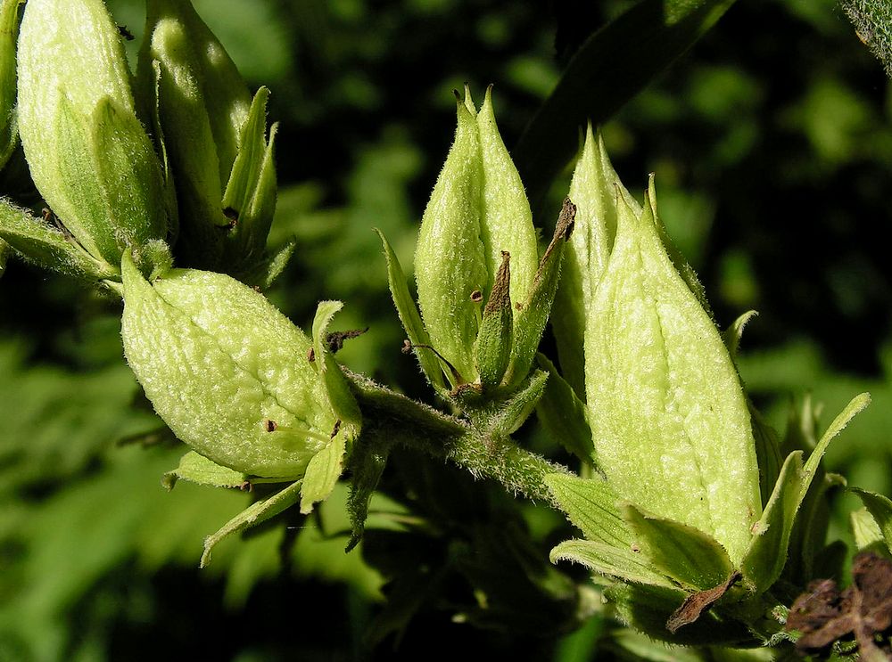 Изображение особи род Veratrum.