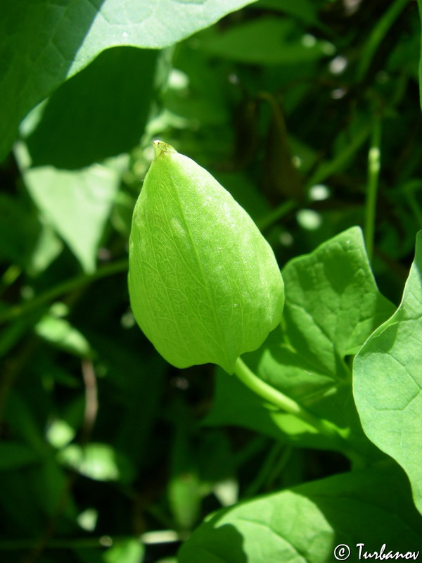 Image of Calystegia silvatica specimen.