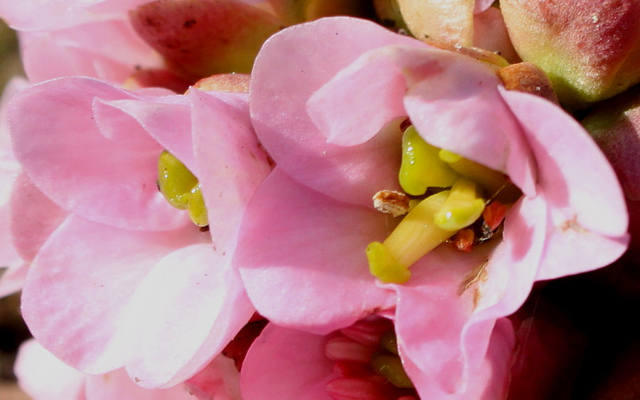 Image of Bergenia ligulata specimen.