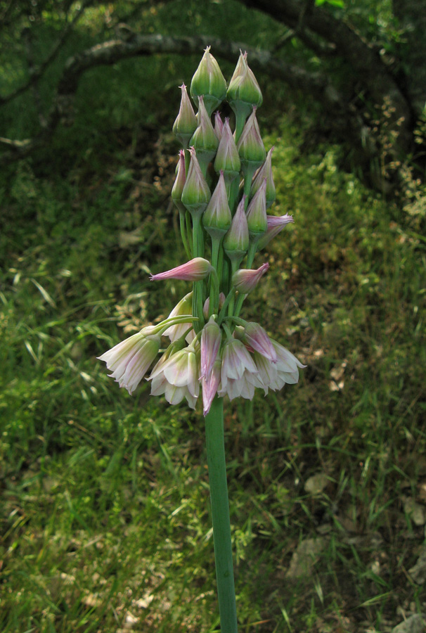 Image of Nectaroscordum bulgaricum specimen.