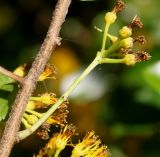 Azara serrata. Отцветшее соцветие. Германия, г. Дюссельдорф, Ботанический сад университета. 04.05.2014.