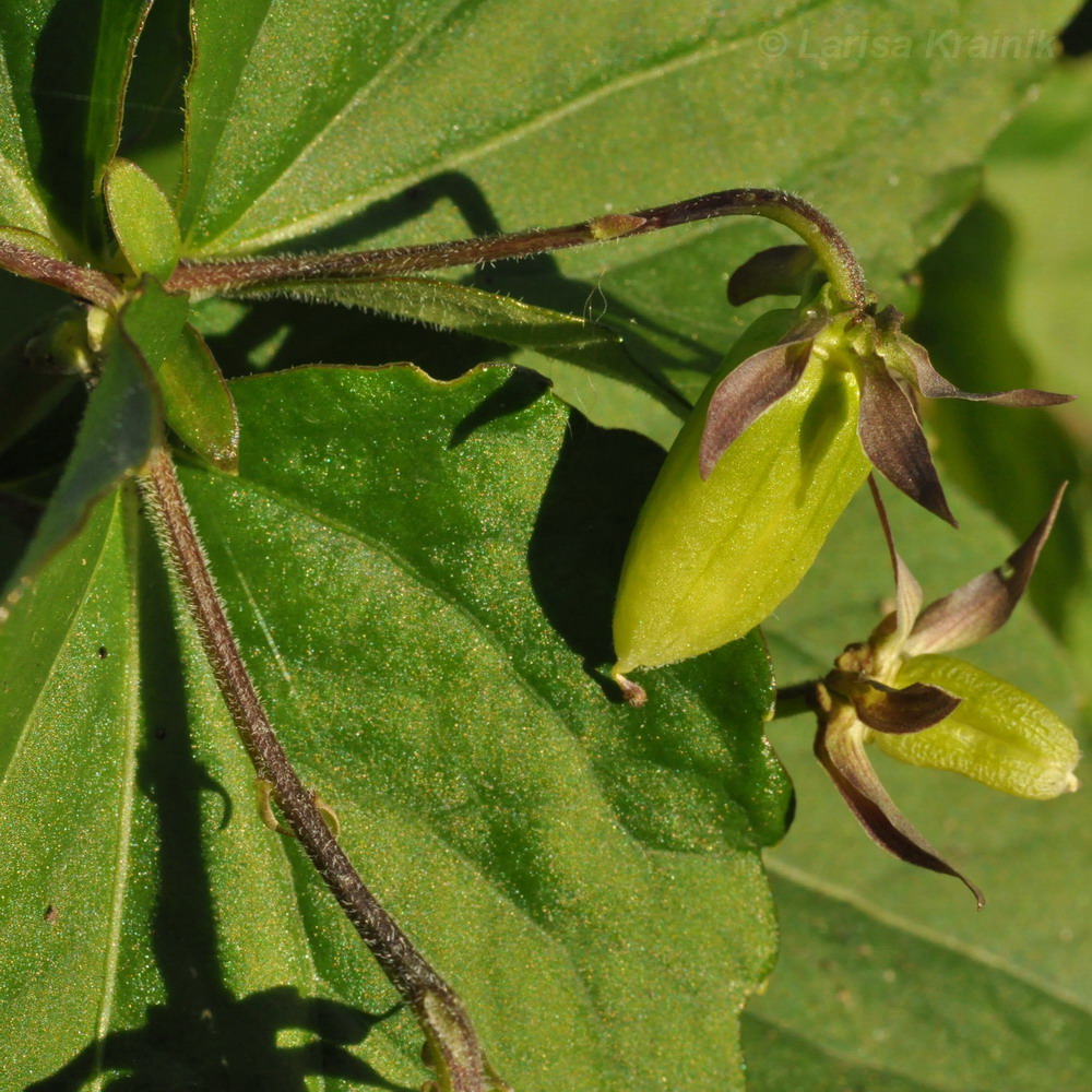 Изображение особи Viola xanthopetala.