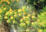 Genista hispanica. Верхние части побегов с соцветиями. Крым, Ялтинский горсовет, пос. Никита, Никитский ботанический сад, в культуре. 15 мая 2014 г.