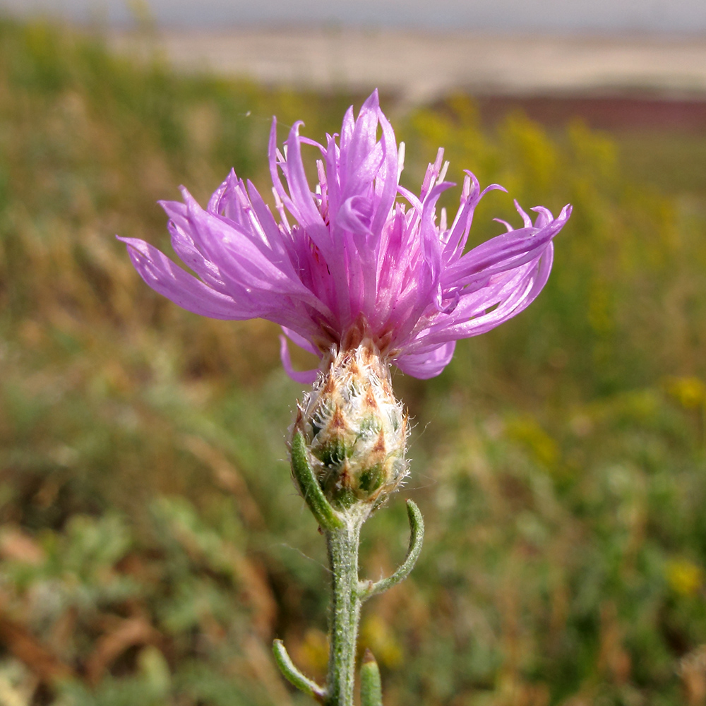 Изображение особи Centaurea arenaria.