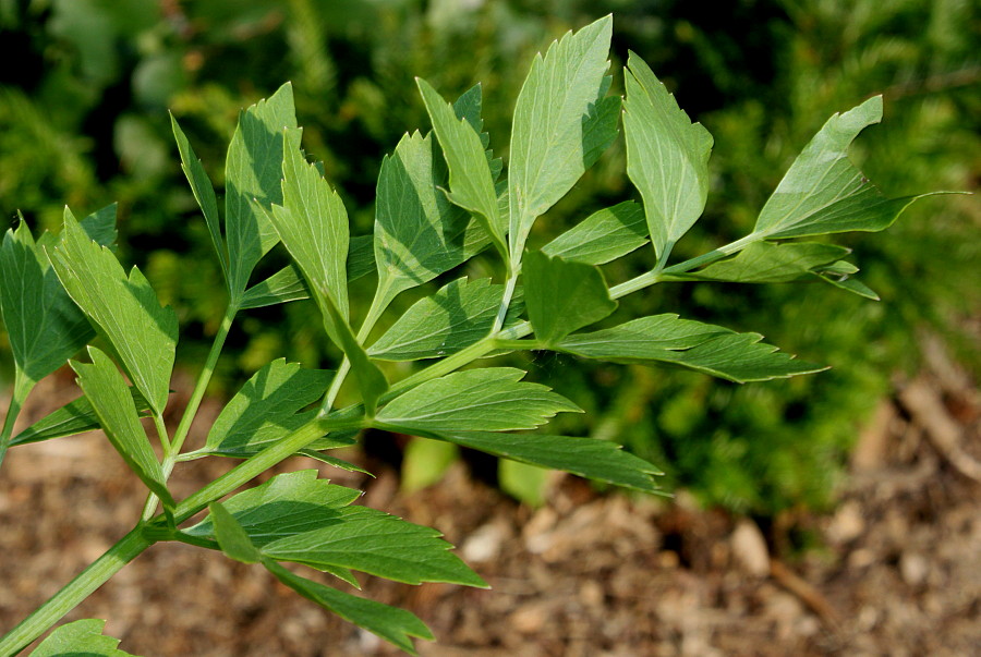 Image of Levisticum officinale specimen.