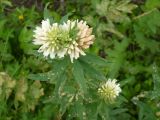 Trifolium lupinaster