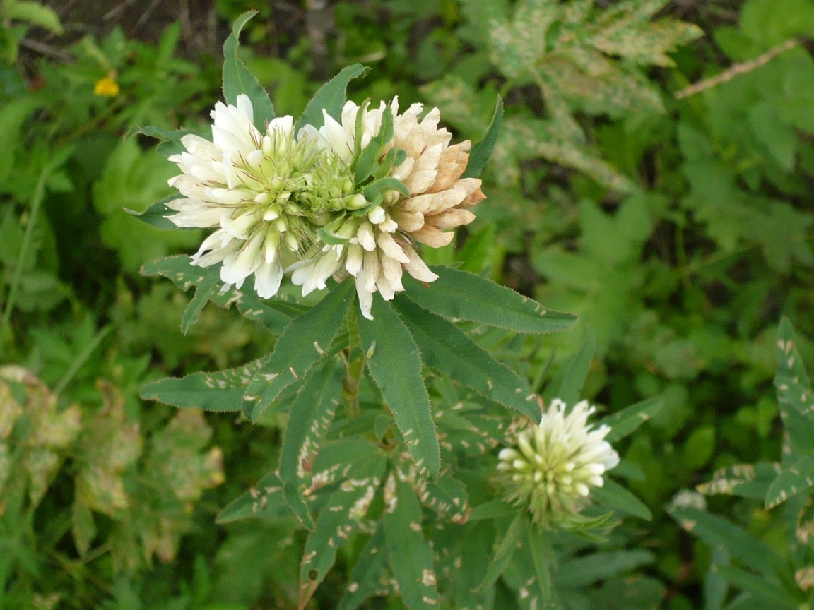 Image of Trifolium lupinaster var. albiflorum specimen.