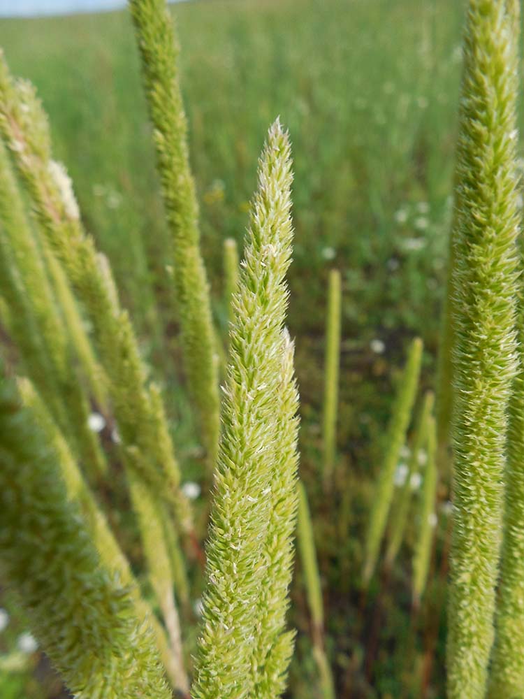 Image of Phleum phleoides specimen.