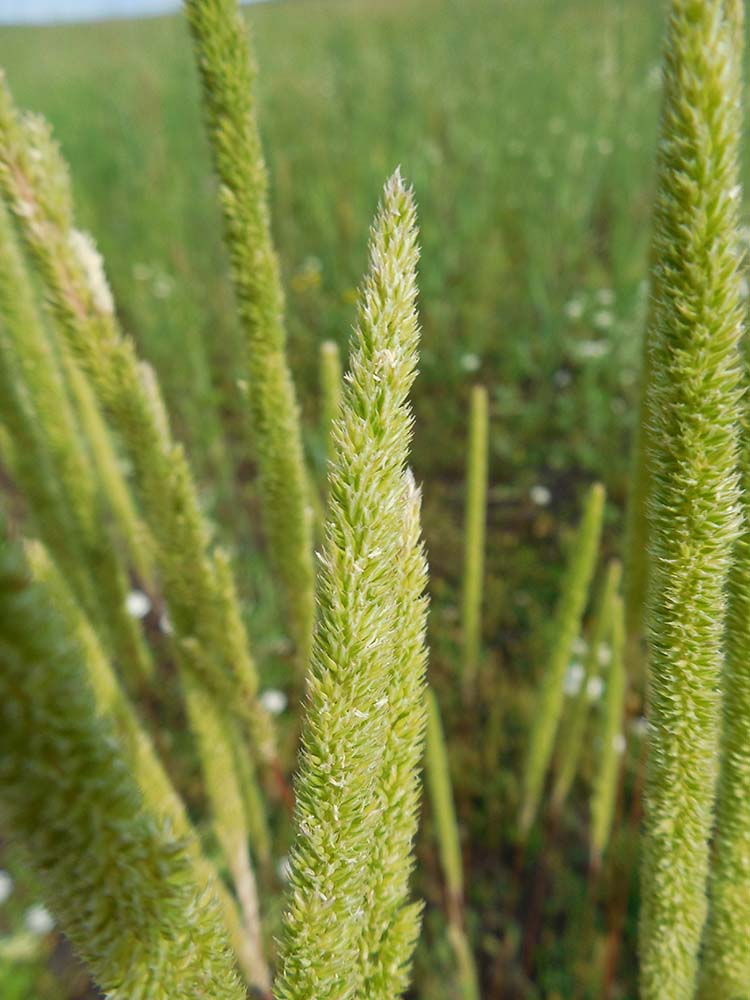 Изображение особи Phleum phleoides.