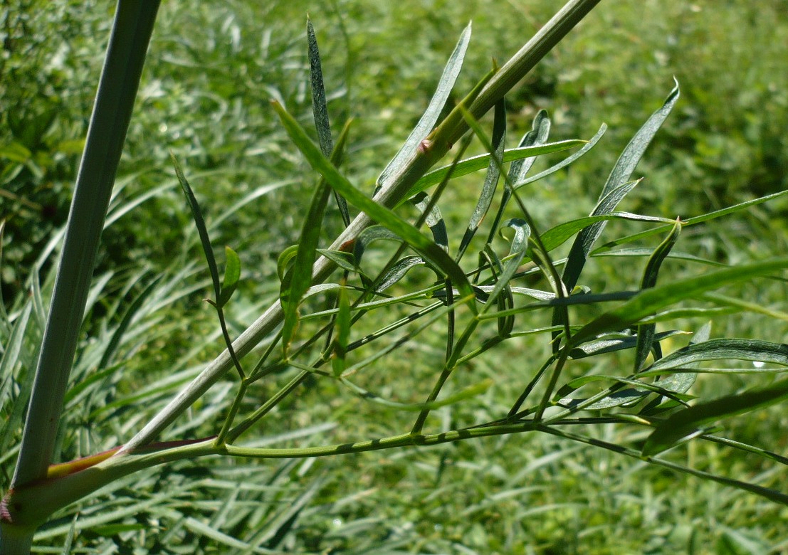 Изображение особи Peucedanum morisonii.