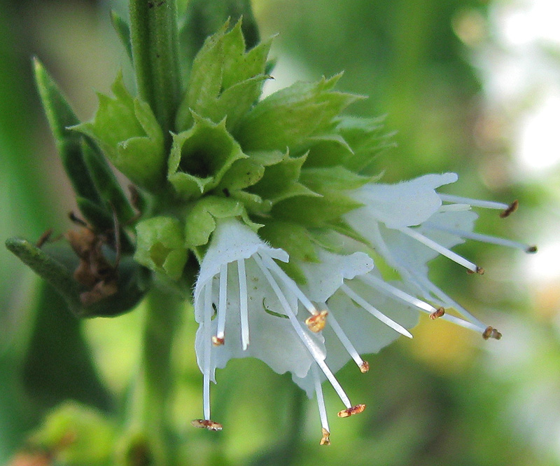 Image of Hyssopus officinalis specimen.