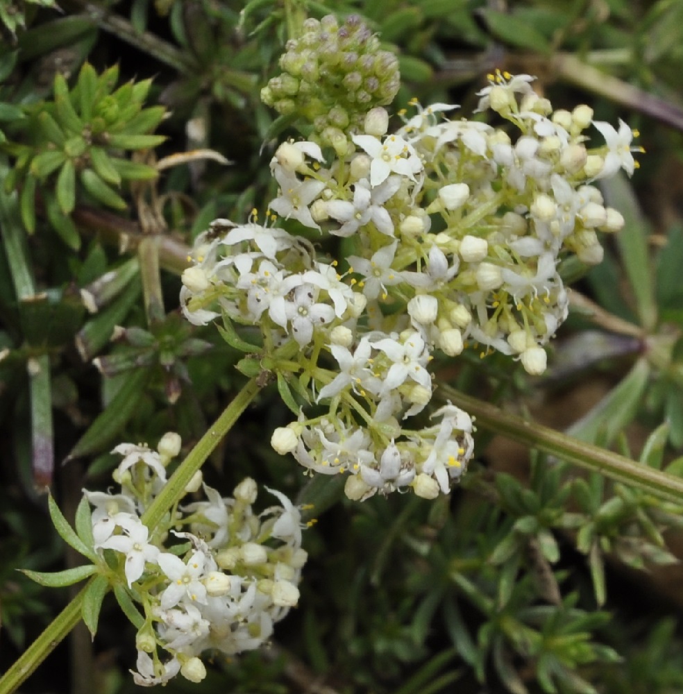 Image of Galium hellenicum specimen.