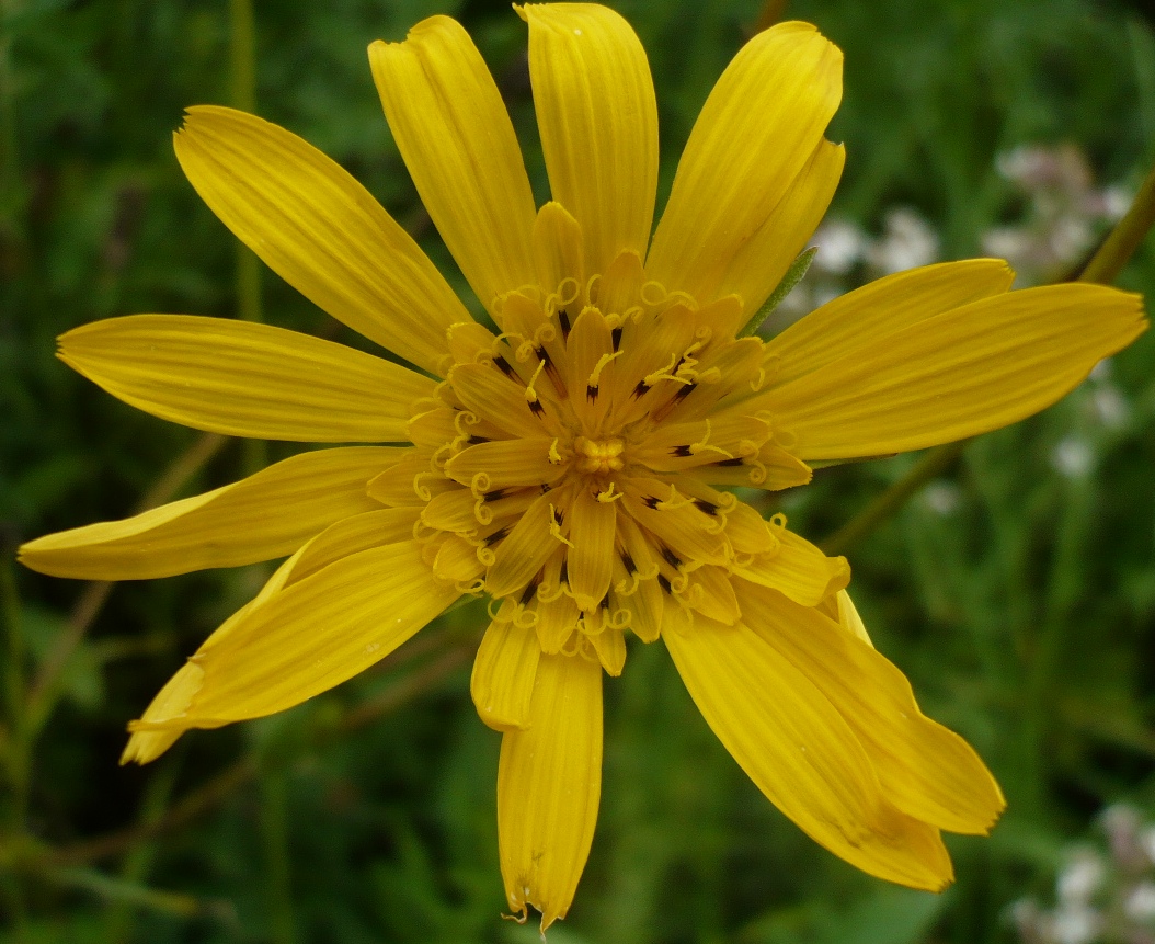 Изображение особи Tragopogon orientalis.