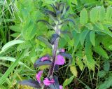 Pedicularis resupinata