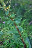 Verbascum pyramidatum. Средняя часть побега. Карачаево-Черкесия, гора Шоана, луговой склон. 27.07.2014.