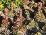 Sempervivum tectorum. Вегетирующие и зацветающие растения. Германия, г. Дюссельдорф, Ботанический сад университета. 03.07.2014.