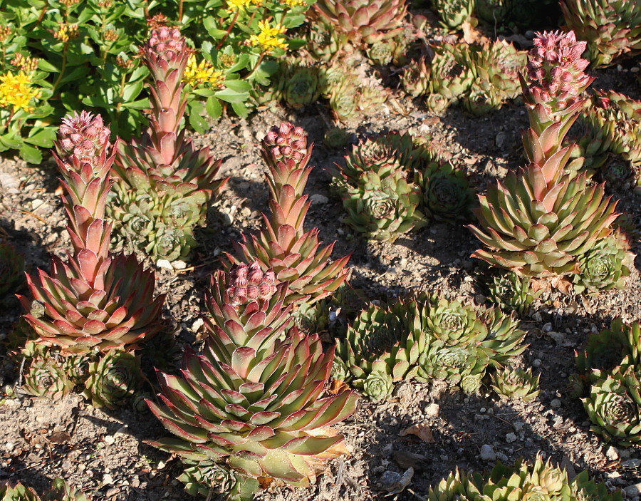 Изображение особи Sempervivum tectorum.