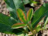 Trifolium rubens