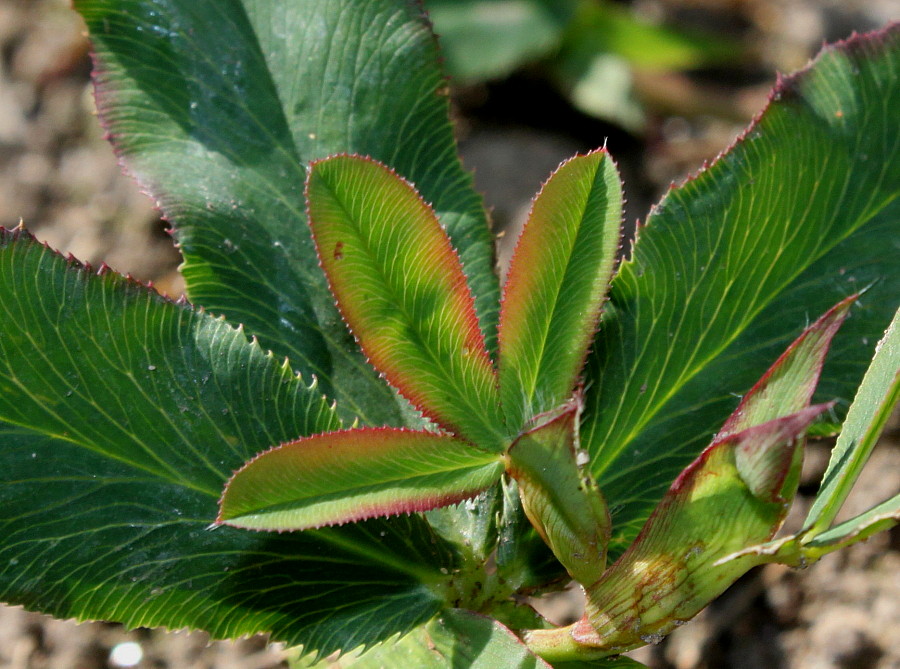 Image of Trifolium rubens specimen.