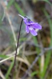 Pinguicula vulgaris