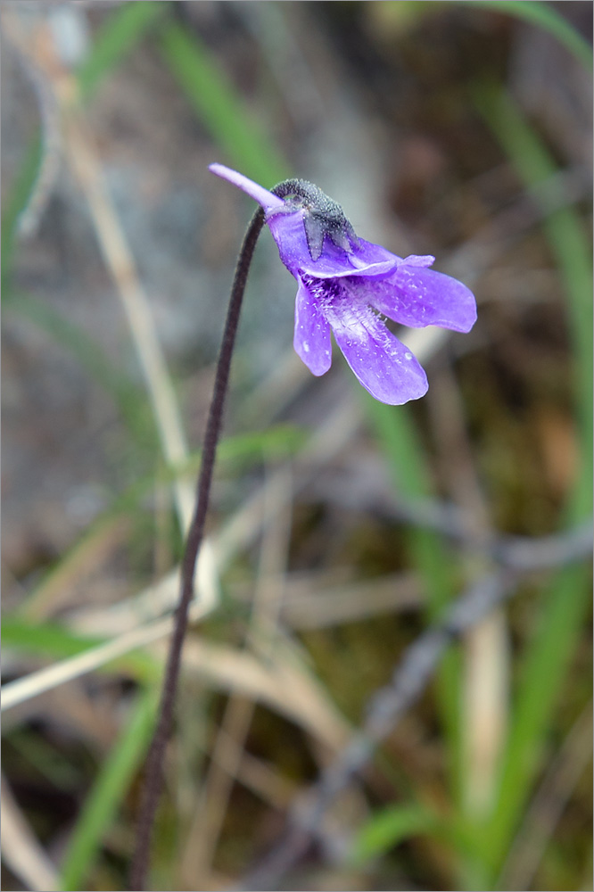 Изображение особи Pinguicula vulgaris.