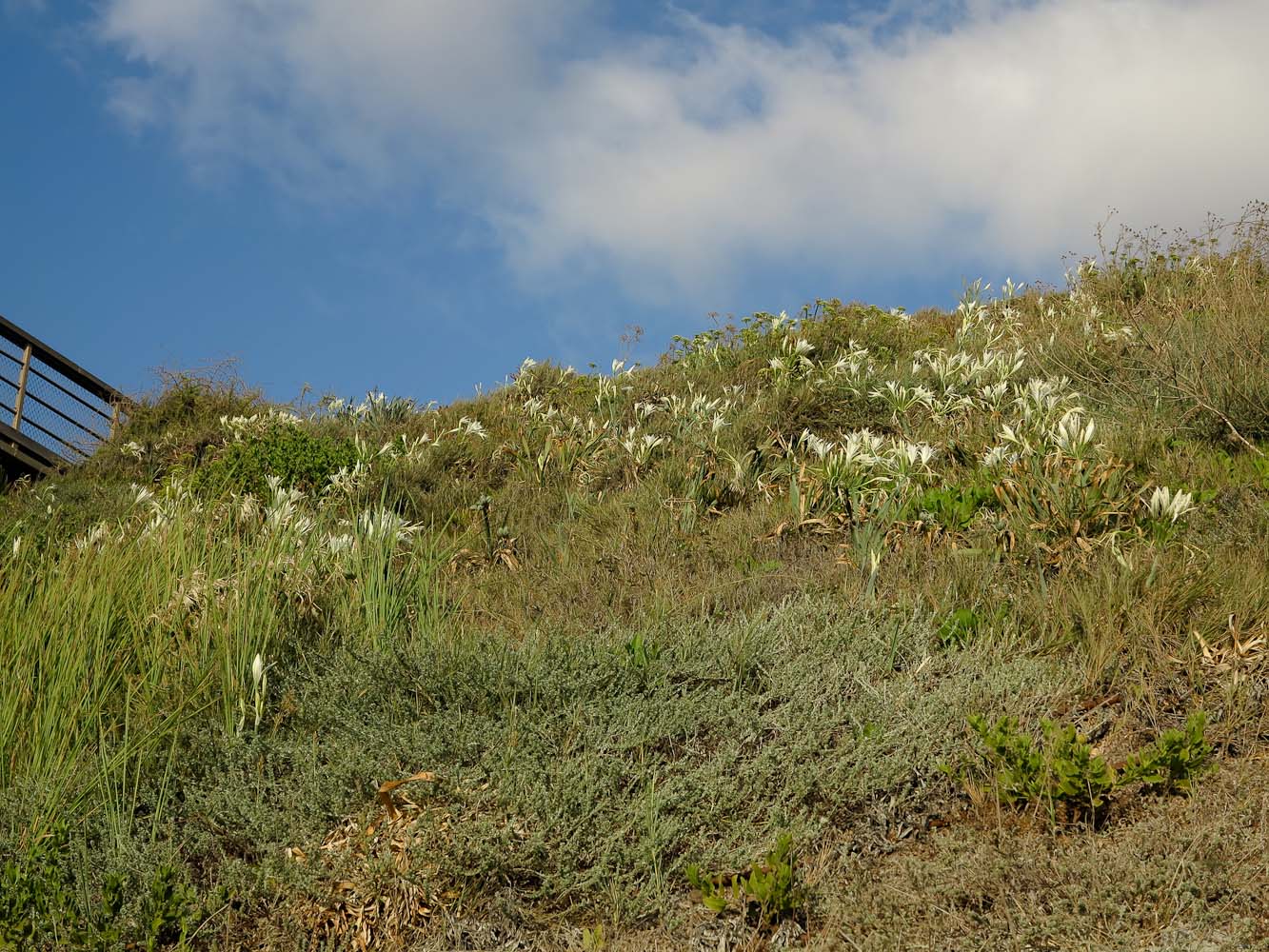 Изображение особи Pancratium maritimum.