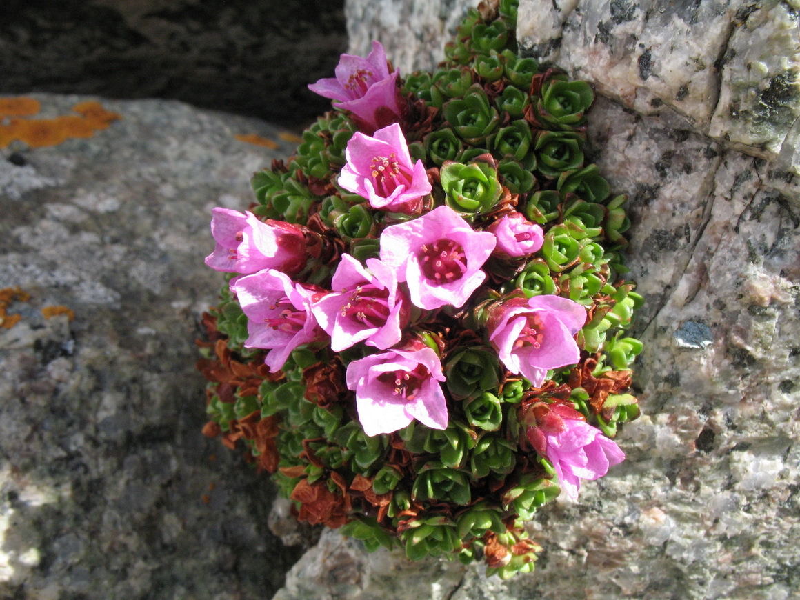 Image of Saxifraga asiatica specimen.