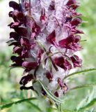 Pedicularis atropurpurea