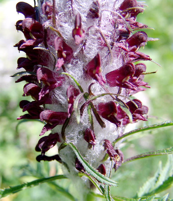 Image of Pedicularis atropurpurea specimen.