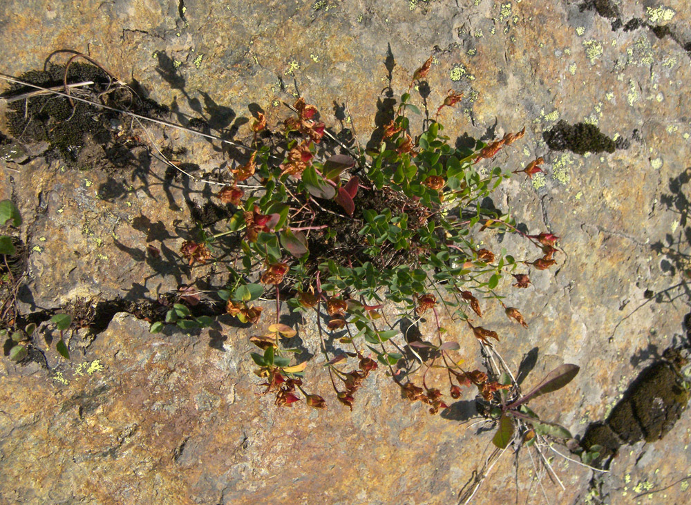 Image of Hypericum nummularioides specimen.