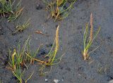 Triglochin maritima