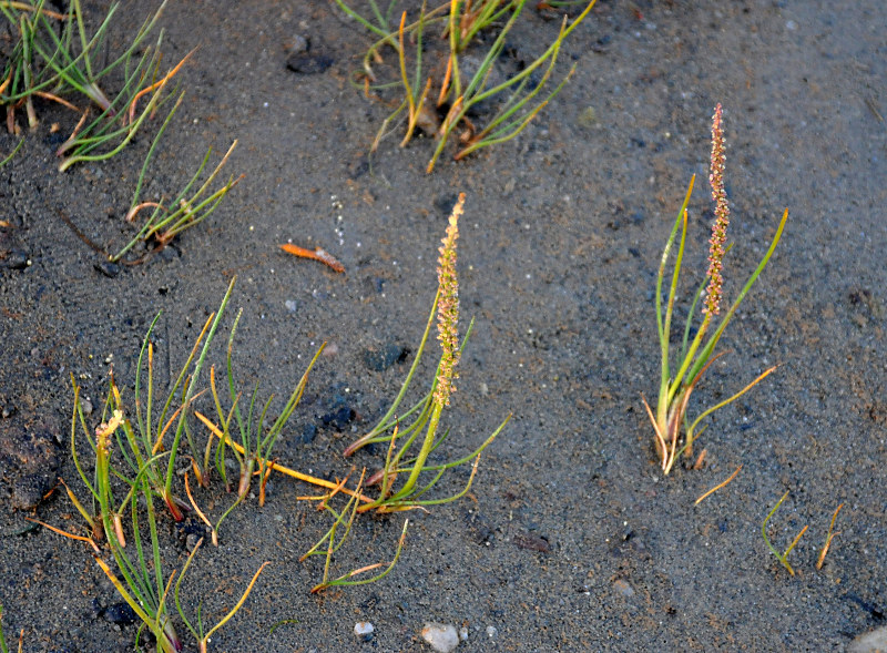 Image of Triglochin maritima specimen.