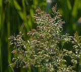 genus Poa. Соцветия. Московская обл., Раменский р-н, окр. ж.-д. платформы Хрипань, залежь. 04.06.2014.