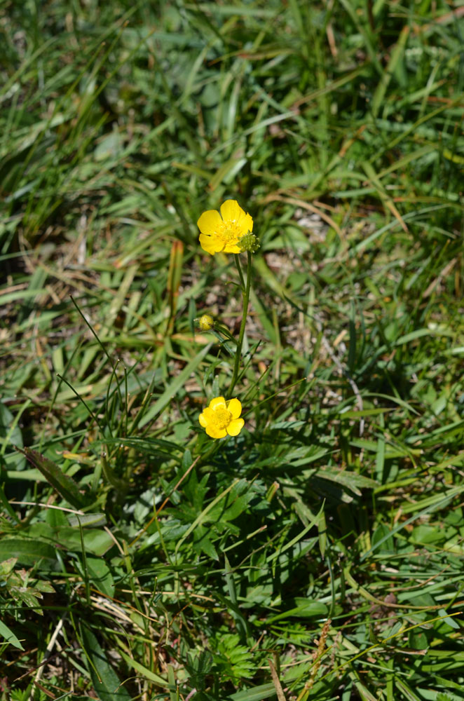 Image of Ranunculus polyanthemos specimen.