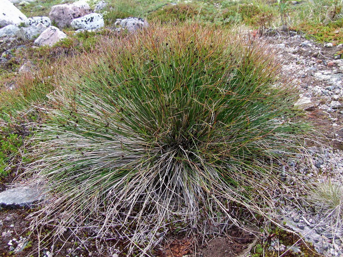Image of Juncus trifidus specimen.