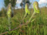 Aconitum volubile. Бутоны. Томская обл., окр. г. Томск, 02.08.2009.