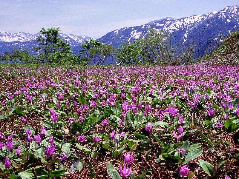 Изображение особи Erythronium japonicum.