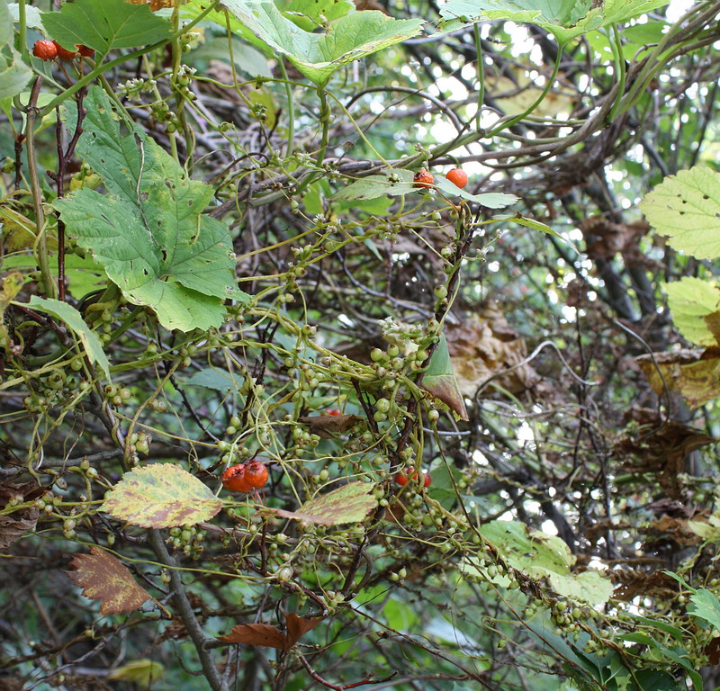 Изображение особи Cuscuta lupuliformis.