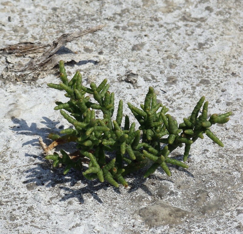 Изображение особи Salicornia perennans.